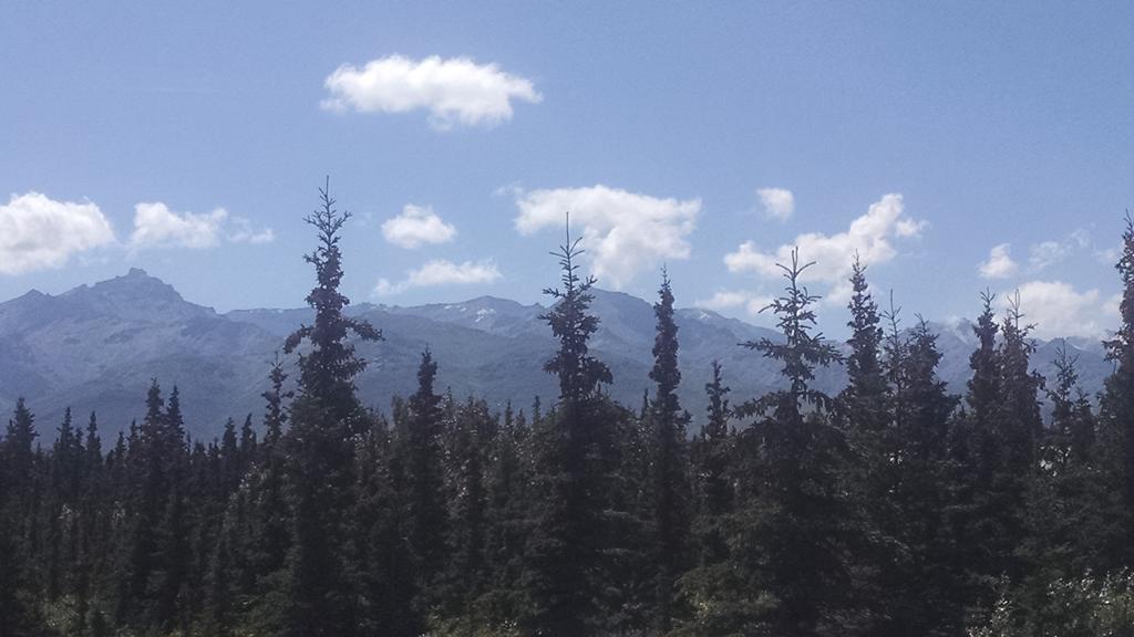 Denali'S Alaskan Spruce Cabins Healy Buitenkant foto